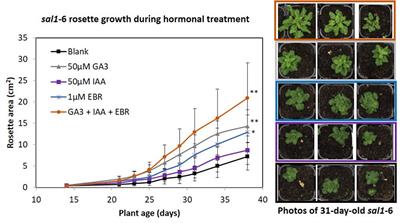 The Arabidopsis SAL1-PAP Pathway: A Case Study for Integrating Chloroplast Retrograde, Light and Hormonal Signaling in Modulating Plant Growth and Development?